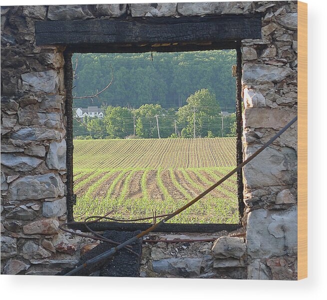 Richard Reeve Wood Print featuring the photograph New Life Through the Window by Richard Reeve