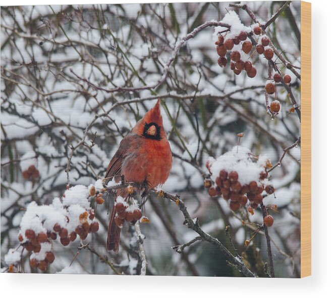 Northern Cardinal Wood Print featuring the photograph Northern Cardinal embracing winter by Carolyn Hall
