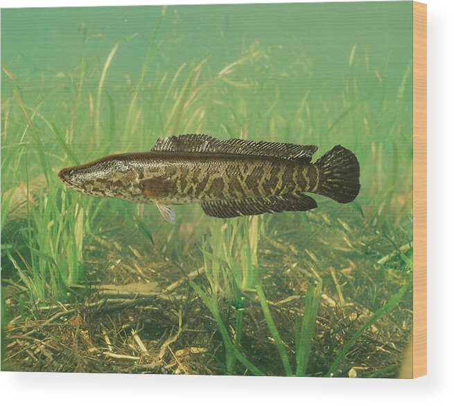 Animal Wood Print featuring the photograph Northern Snakehead by USGS and USFWS/ Science Source