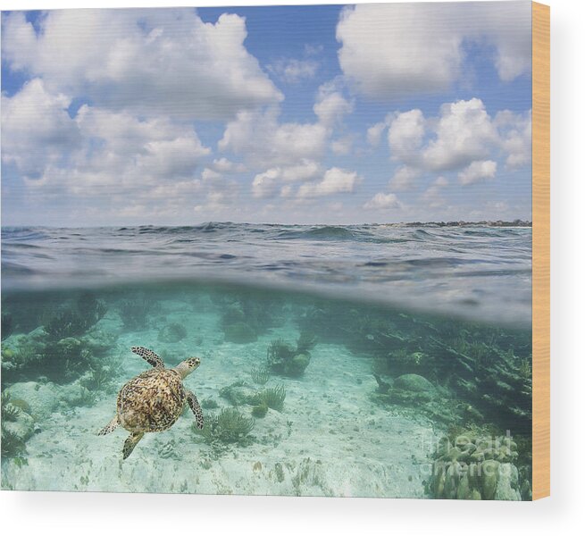 Amazing Wood Print featuring the photograph Ocean Turtle - Split View by M Swiet Productions
