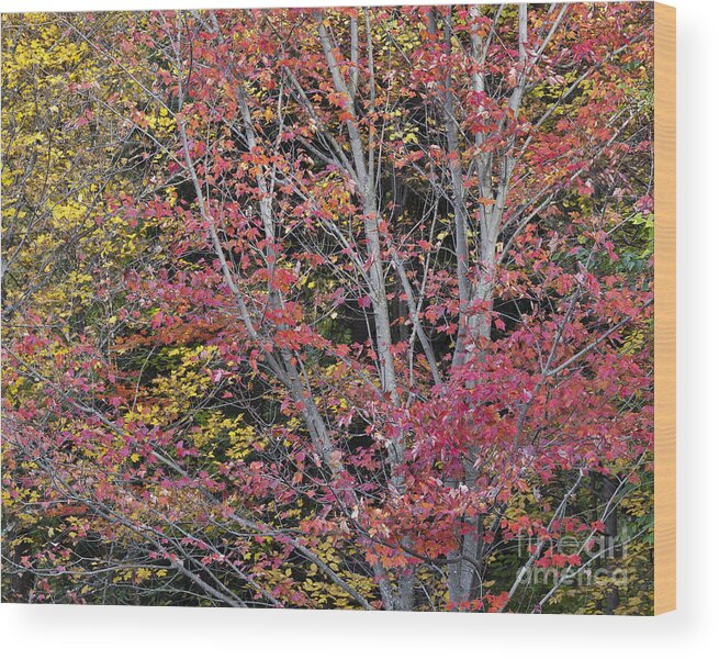 Fall Wood Print featuring the photograph October Woods by Alan L Graham