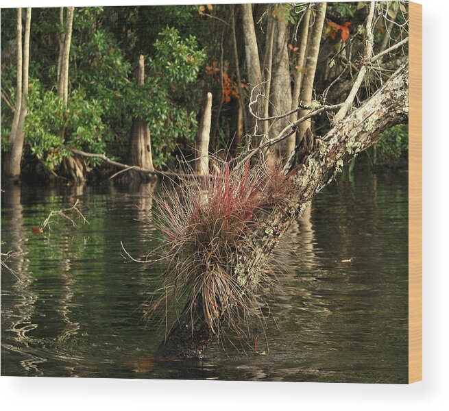 Nature Wood Print featuring the photograph Oklawaha River by Peggy Urban