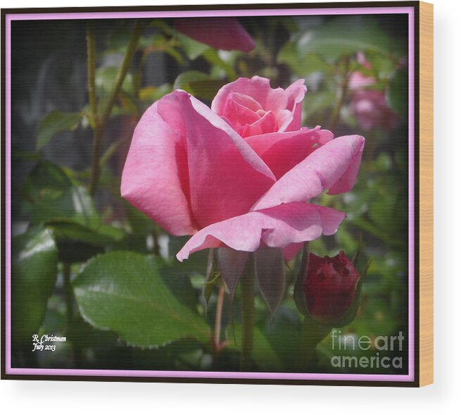 Flowers Wood Print featuring the photograph Old Fashioned Rose by Rennae Christman