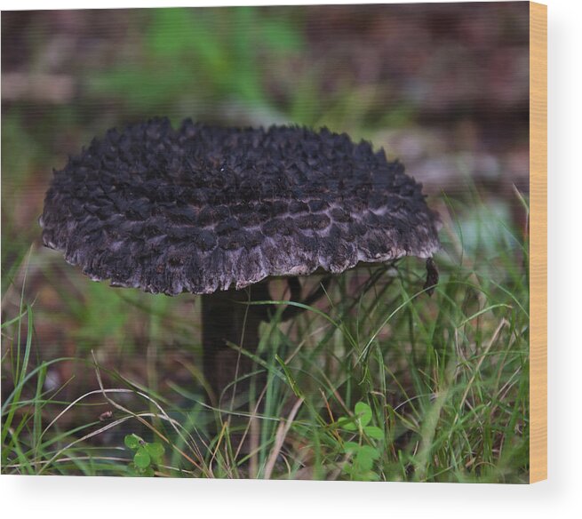 Strobilomyces Floccopus Wood Print featuring the photograph Old Man In The Woods Mushroom by Flees Photos