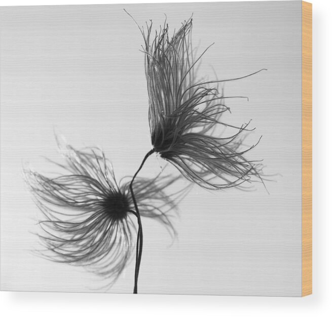 Flowers Wood Print featuring the photograph Opposites Obstruct by J C