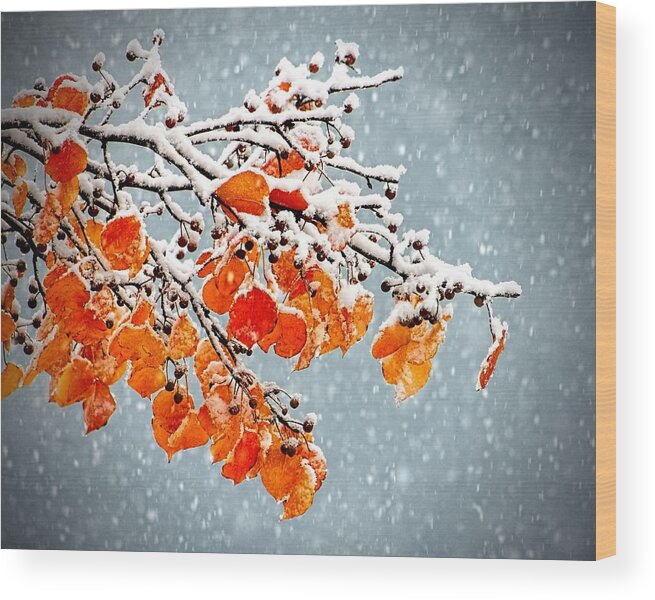 Orange Wood Print featuring the photograph Orange Autumn Leaves In Snow by Tracie Schiebel