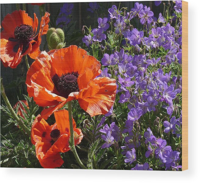Orange Wood Print featuring the photograph Orange Flowers by Alan Socolik