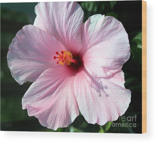 Pale Pink Hibiscus Wood Print featuring the photograph Pale Pink Hibiscus by Kathy White