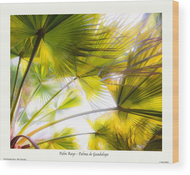 Don Worth Wood Print featuring the photograph Palm Rays - Palma de Guadalupe by Saxon Holt