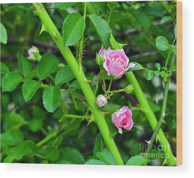 Rose Wood Print featuring the photograph Parallel Vines by Al Powell Photography USA