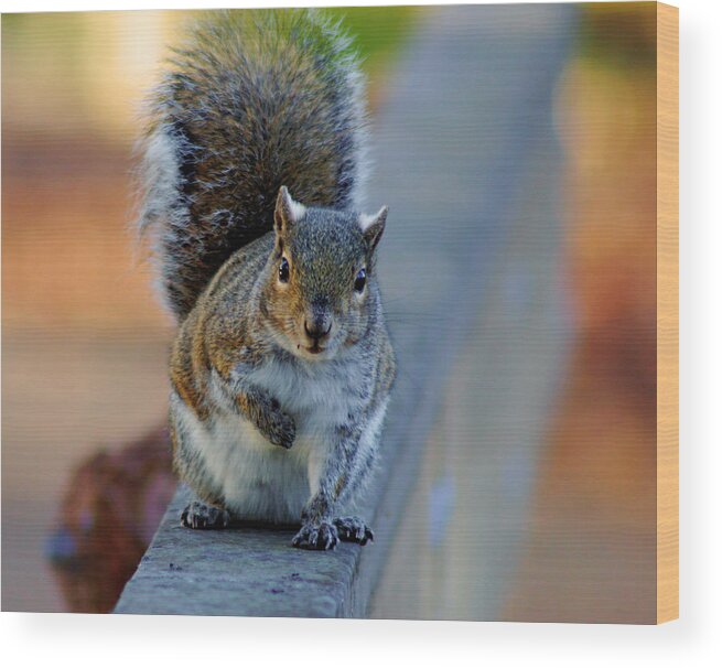 Squirrel Wood Print featuring the photograph Park Squirrel I by Daniel Woodrum