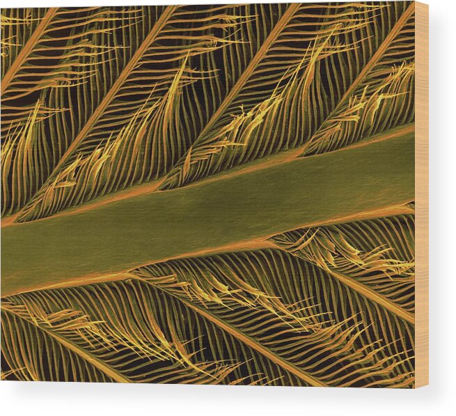 Parrot Wood Print featuring the photograph Parrot Feather Rachis by Dennis Kunkel Microscopy/science Photo Library