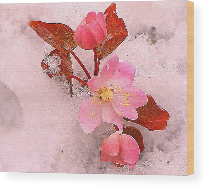 Wildflowers Wood Print featuring the photograph Passionate Pink by Candice Trimble