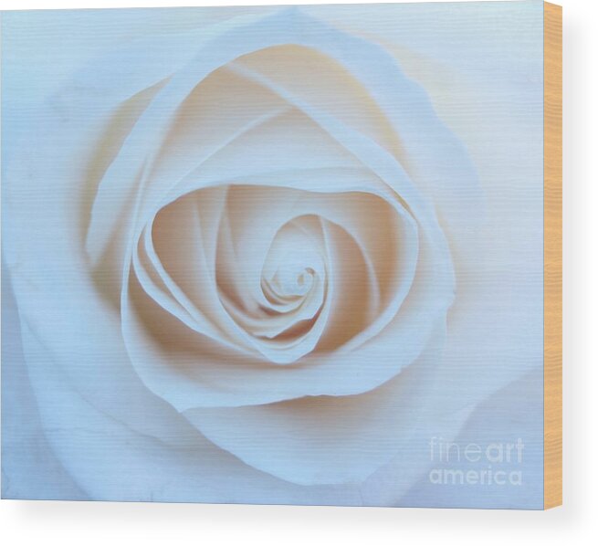 Roses Wood Print featuring the photograph Peace Within by Kerri Mortenson