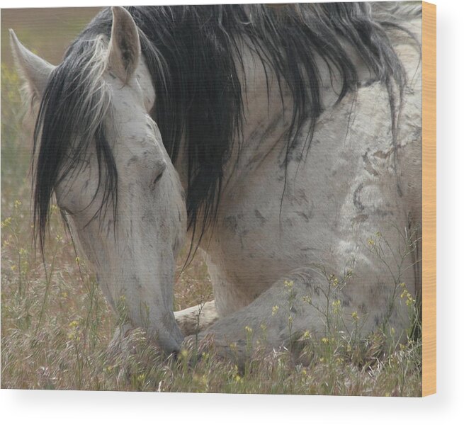 Equine Wood Print featuring the photograph Peaceful by Gene Praag