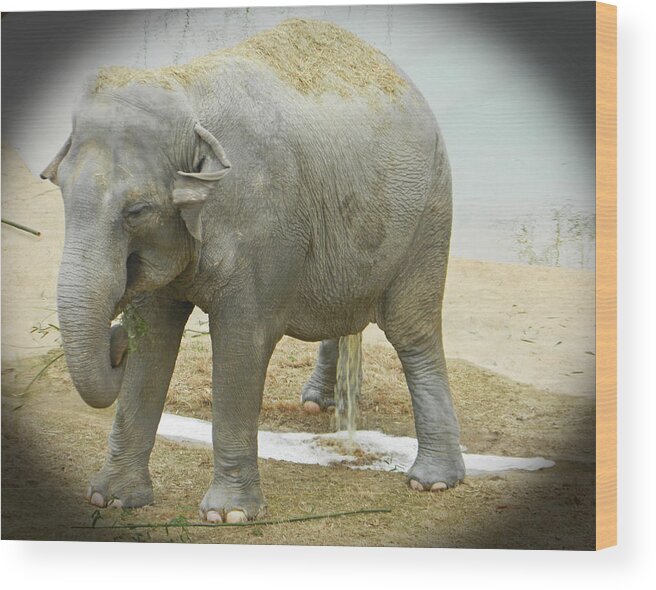 Asian Elephants Wood Print featuring the photograph Peeing - Ahh What A Relief 01 by Emmy Marie Vickers