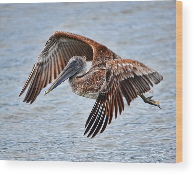 Pelican Wood Print featuring the photograph Pelican Flying by Joe Granita
