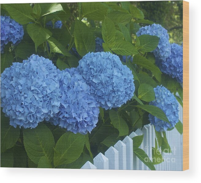 Blue Hydrangeas Wood Print featuring the photograph Perfect Blue Hydrangeas by Amazing Jules