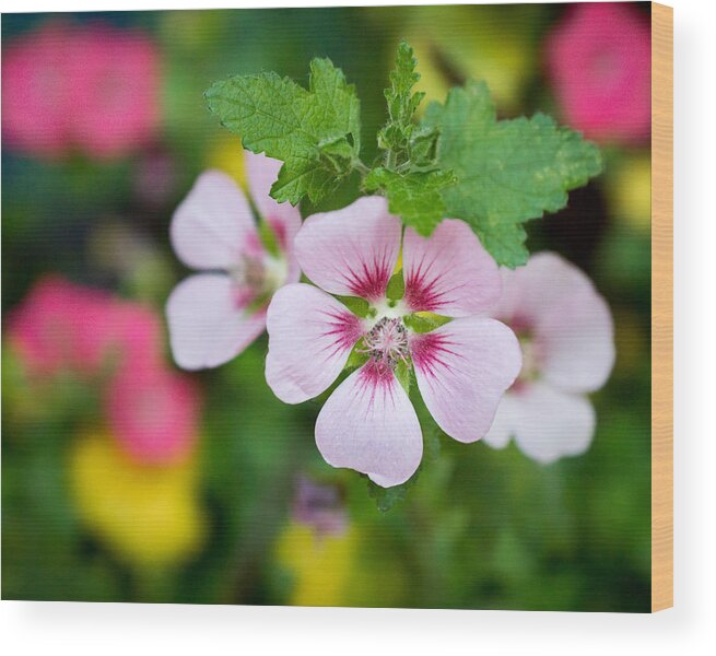 Purple Wood Print featuring the photograph Petal Power by Bill Pevlor