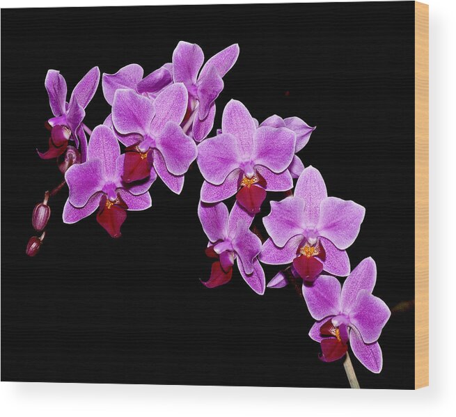 Orchid Wood Print featuring the photograph Phalaenopsis by Carol Erikson