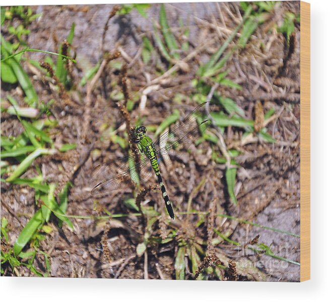 Dragonfly Wood Print featuring the photograph Picturesque Pondhawk by Al Powell Photography USA