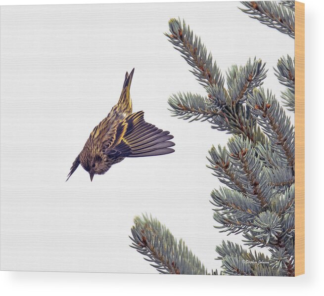 Pine Siskin Wood Print featuring the photograph Pine Siskin in Granby Colorado by Stephen Johnson