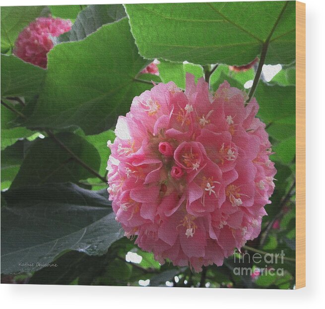 Kathie Chicoine Wood Print featuring the photograph Pink Ball Tree by Kathie Chicoine