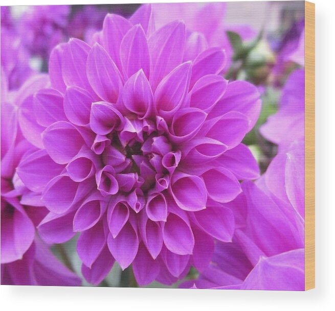 Dahlia Wood Print featuring the photograph Pink Lady by Rosita Larsson
