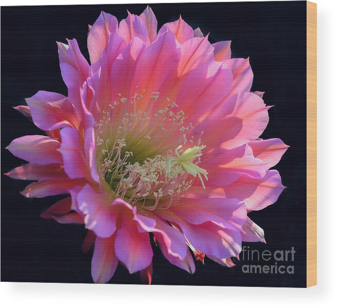 Pink Cactus Flower Wood Print featuring the photograph Pink Night Blooming Cactus Flower by Tamara Becker