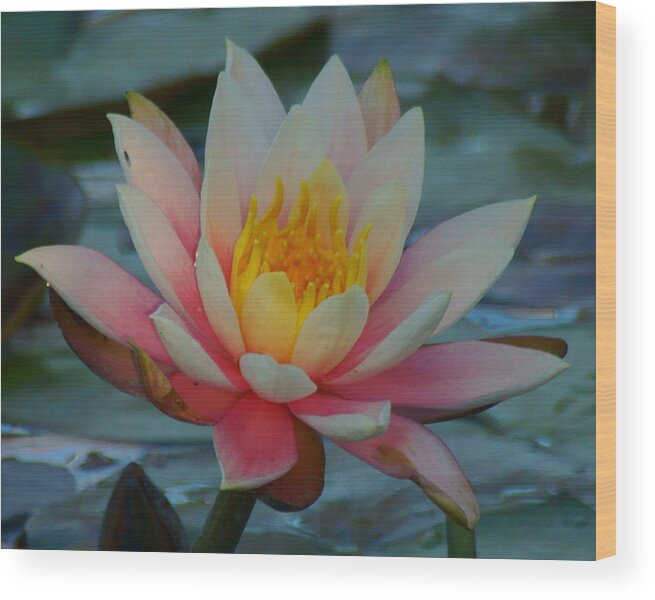 Bloom Wood Print featuring the photograph Pink Blossom #1 by Dimitry Papkov