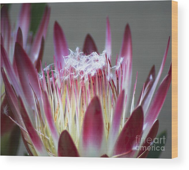 Pink Wood Print featuring the photograph Pink Protea by Jennifer Ludlum