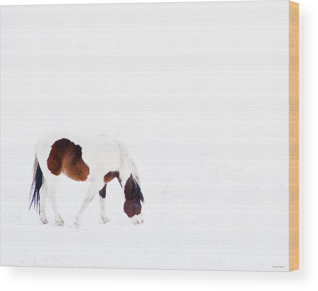 Small Horse Wood Print featuring the photograph Pinto Pony by Theresa Tahara