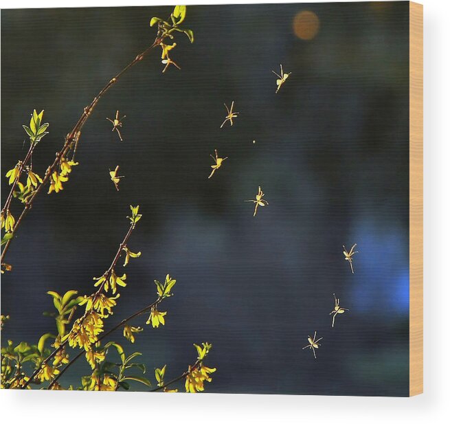 Bugs Wood Print featuring the photograph Playful Fairies by Charlotte Schafer
