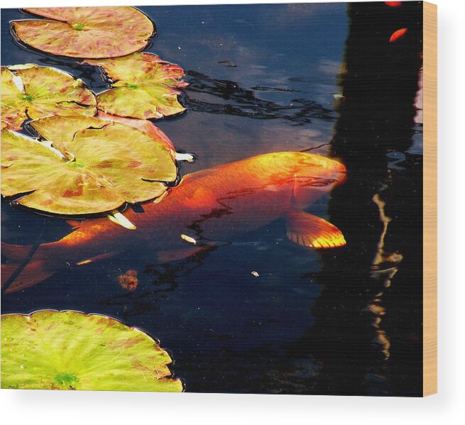 Koi Fish Wood Print featuring the photograph Playing Koi by Kim Bemis