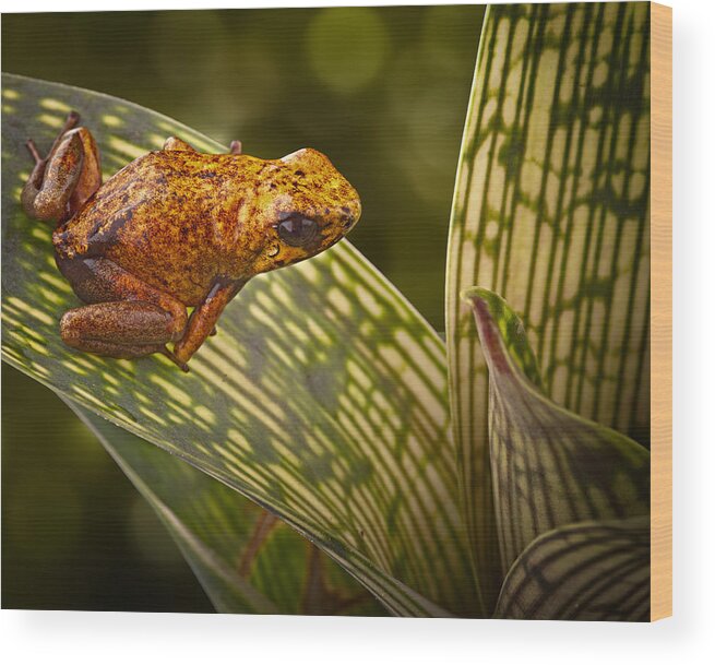 Poison Frog Wood Print featuring the photograph poison arrow frog Peruvian Amazon by Dirk Ercken
