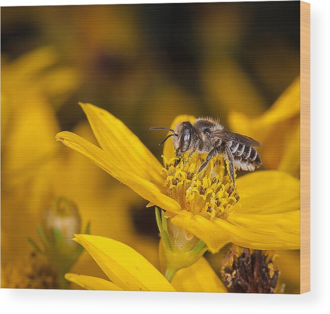 Coreopsis Wood Print featuring the photograph Pollenating Coreopsis Flower by Len Romanick