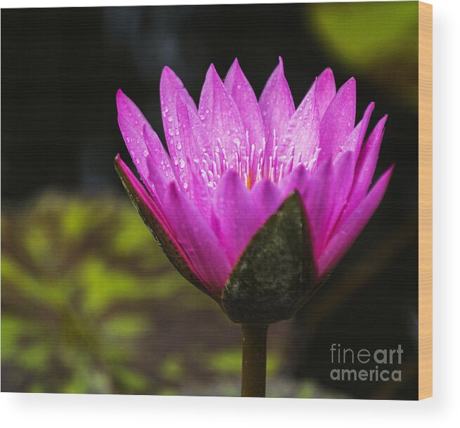 Water Lily Wood Print featuring the photograph Pond Bloom by Robert Pilkington