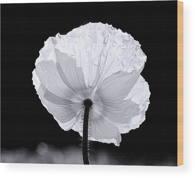 Floral Wood Print featuring the photograph Poppy by Elizabeth Budd