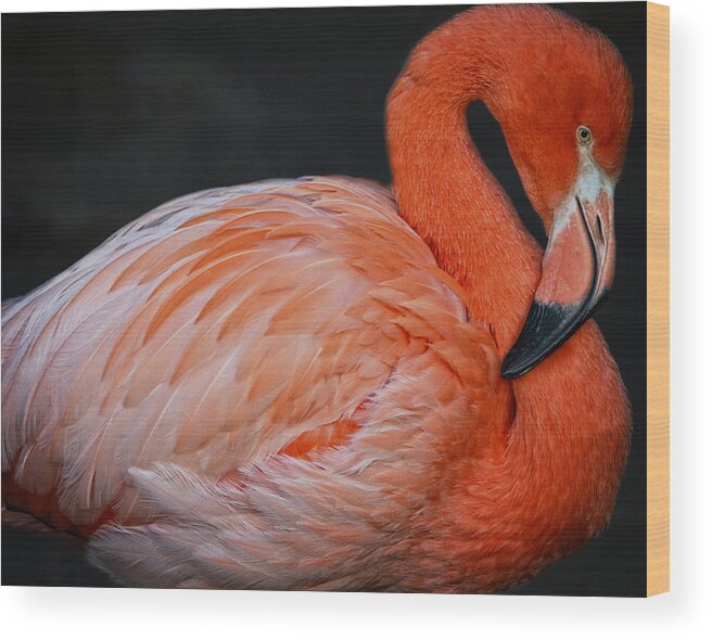 America Wood Print featuring the photograph Posing Flamingo by Maggy Marsh