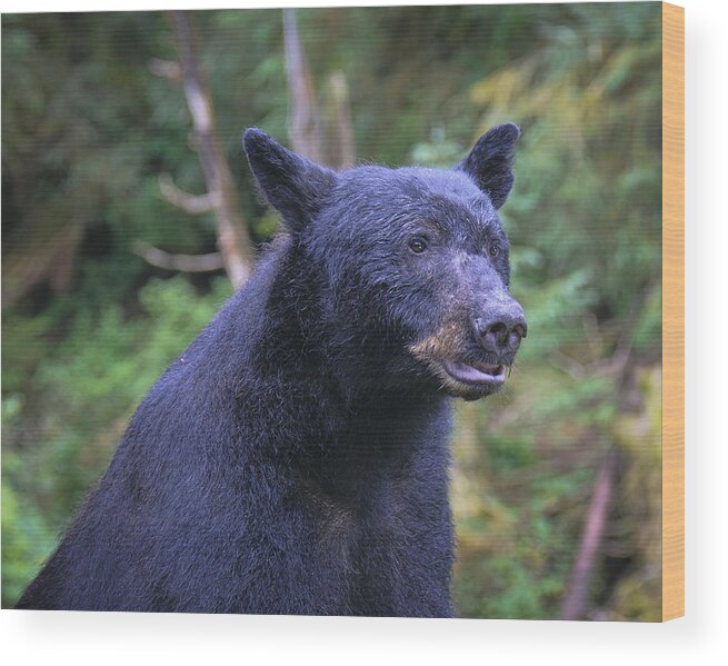 Alaska Wood Print featuring the photograph Posing for Portrait by Betty Eich