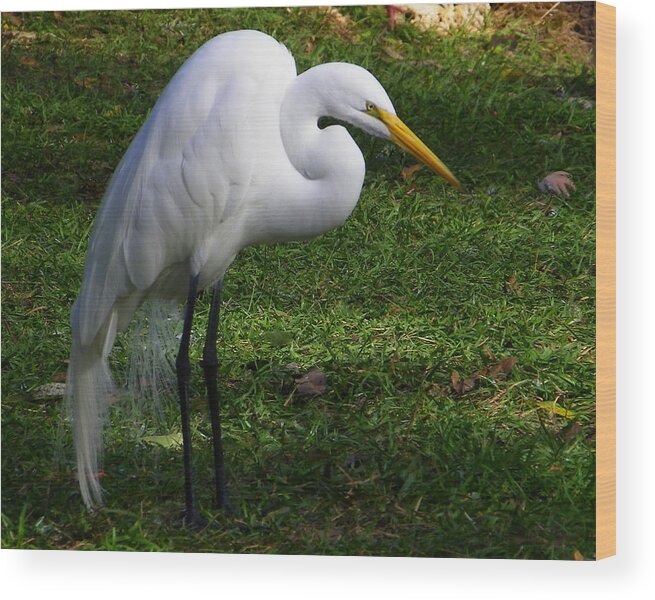 Bird Wood Print featuring the photograph Posing Prettily by Judy Wanamaker