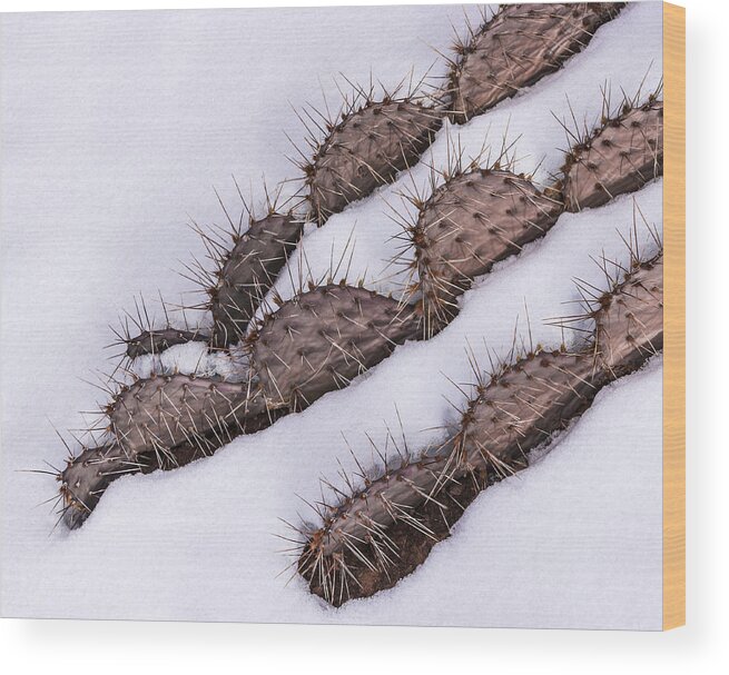 Prickly Pear Cactus Wood Print featuring the photograph Prickly Pear On Ice by Deborah Hughes
