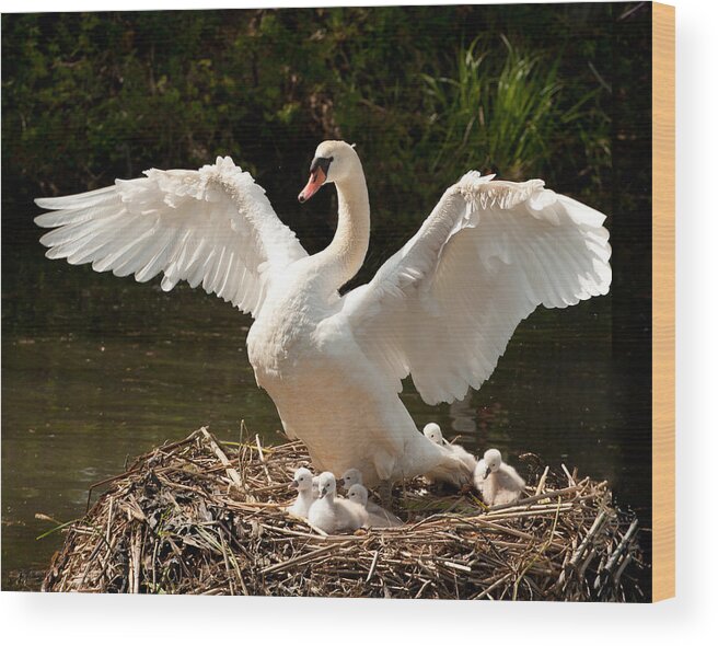 Swan Wood Print featuring the photograph Proud Mother by Paul Johnson 