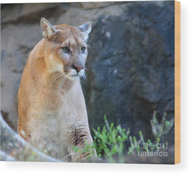 Puma On The Watch Wood Print featuring the photograph Puma On The Watch by John Telfer