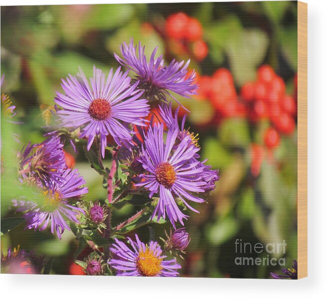 Nature Wood Print featuring the photograph Purple and Red by Lili Feinstein