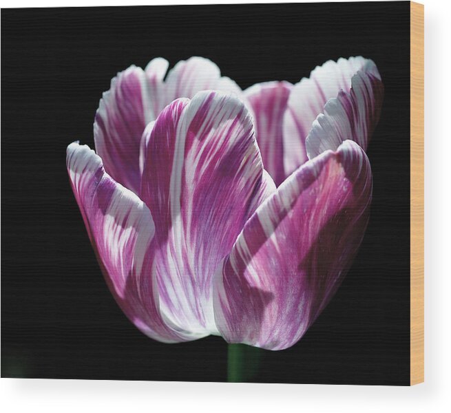 Tulip Wood Print featuring the photograph Purple and White Marbled Tulip by Rona Black