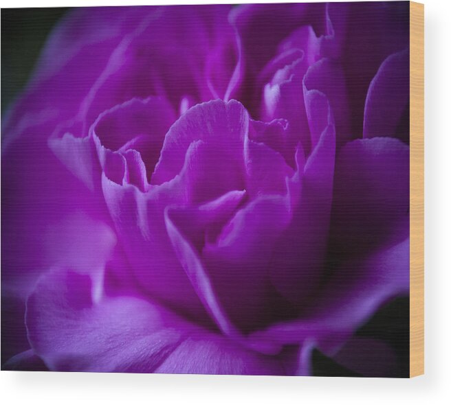 Wall Art Wood Print featuring the photograph Purple Beauty by Ron Roberts