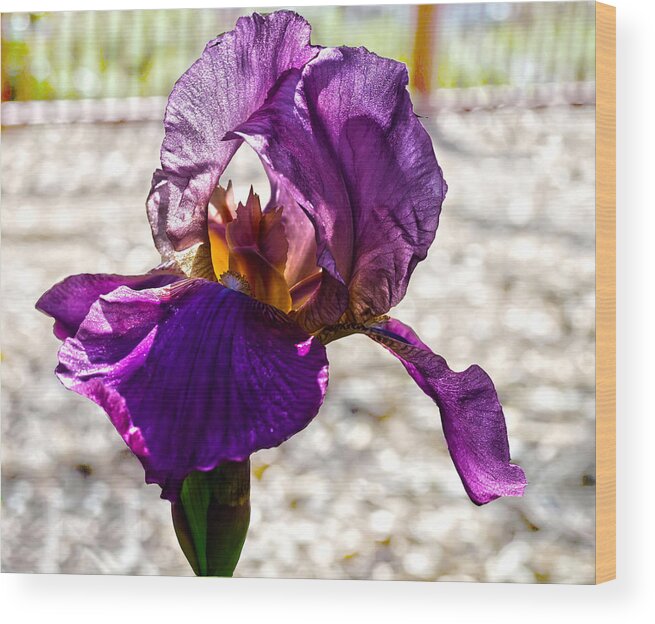 Iris Wood Print featuring the photograph Purple Godess by Camille Lopez