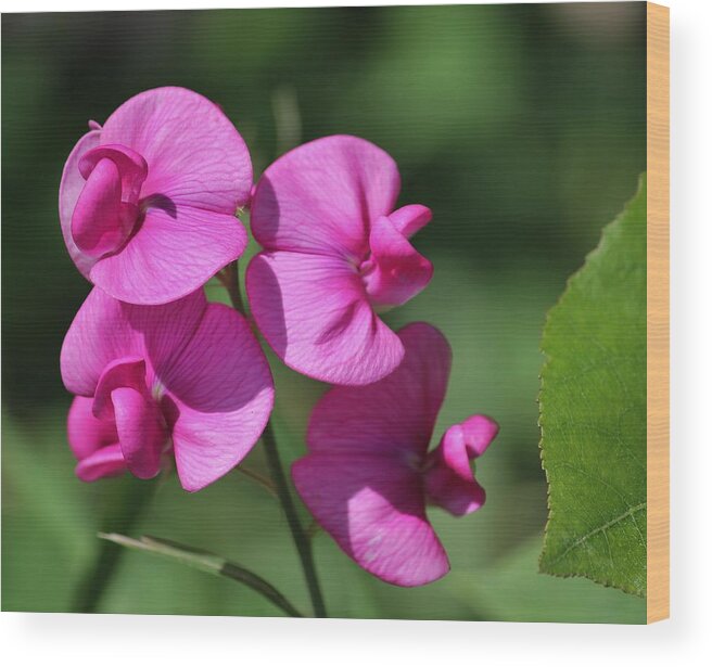 Purple Wood Print featuring the photograph Purple n Pink by Cynthia N Couch