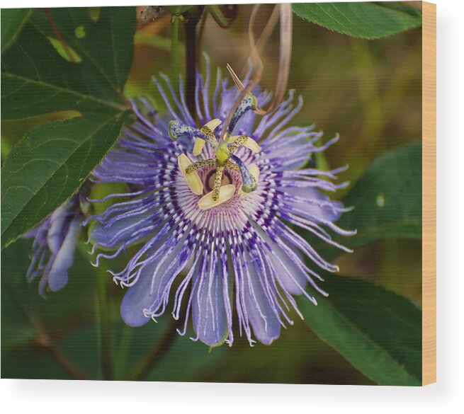 Flowers Wood Print featuring the photograph Purple Passion flower by Flees Photos